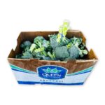 Brocoli Mazos 20LB / Broccoli Bunches 20LB