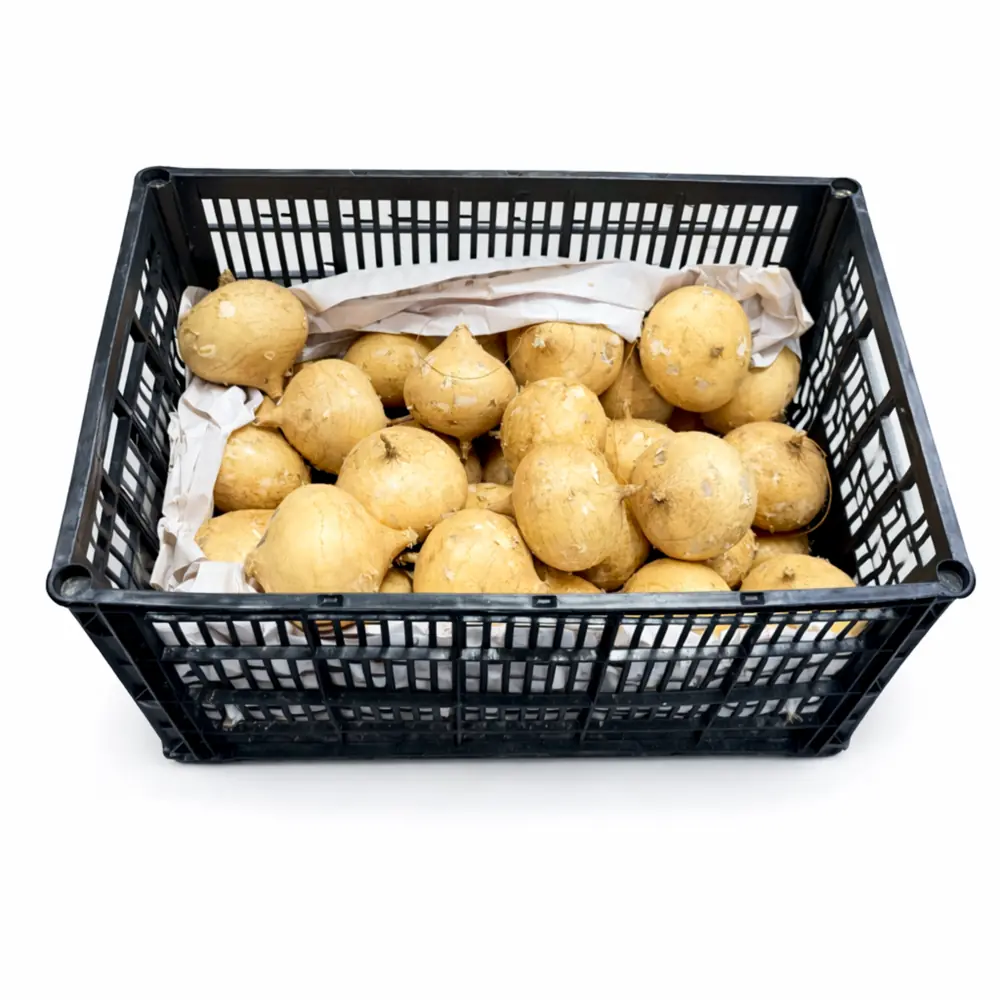 Jicama 37LB