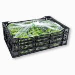 Pepino Persian Mini 20LB / Cucumber Persian Mini 20LB