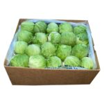 Lechuga Baby Iceberg 40 ct / Baby Iceberg Lettuce 40 ct