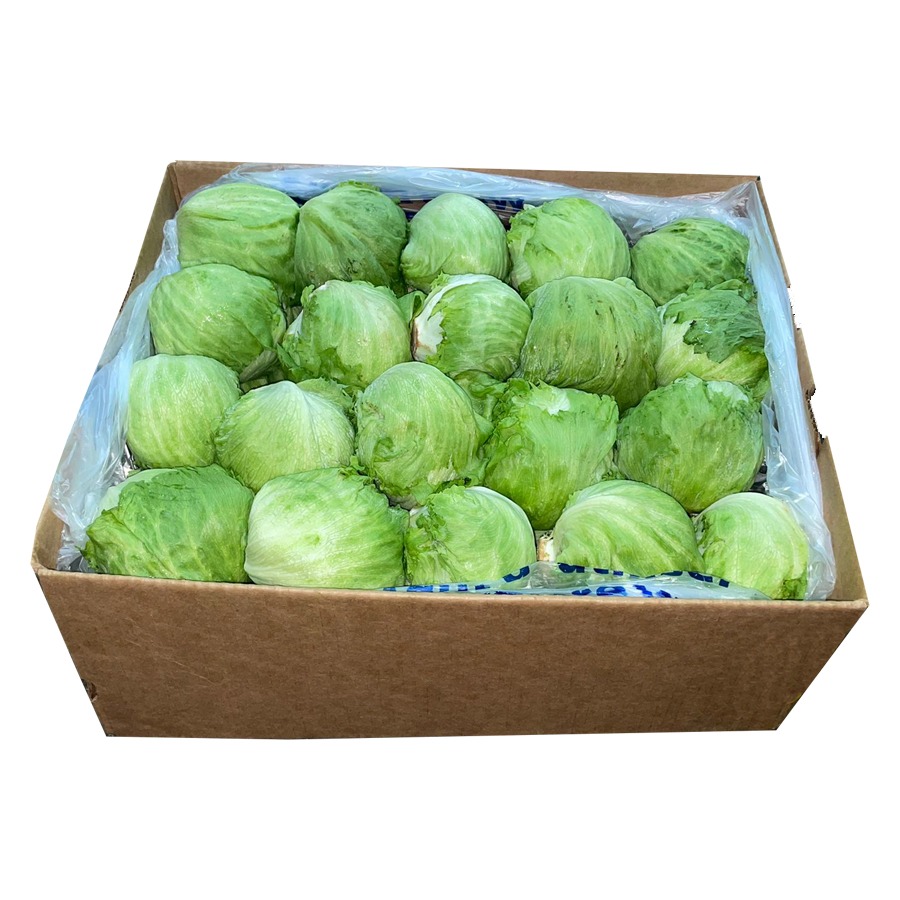 Lechuga Baby Iceberg 40 ct / Baby Iceberg Lettuce 40 ct