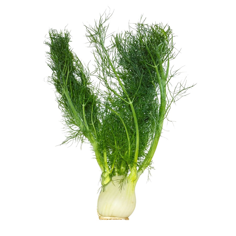 Fennel ea