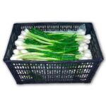 Cebolla Cambray 24ct / Onion Cambray 24ct