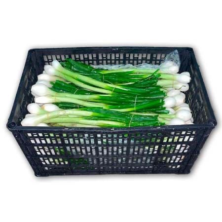Cebolla Cambray 24ct / Onion Cambray 24ct
