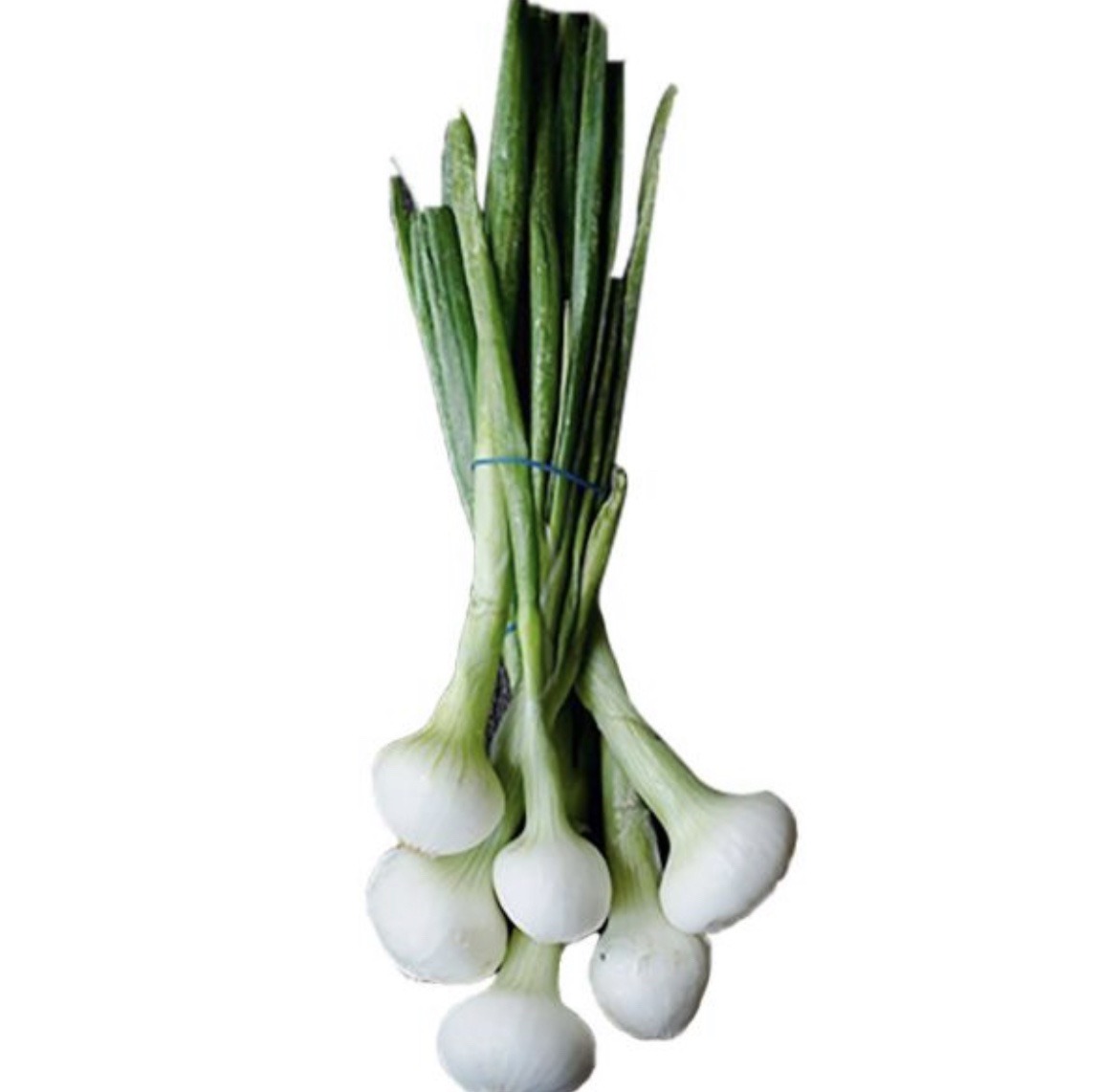 Cebolla Cambray 24ct / Onion Cambray 24ct - Image 2