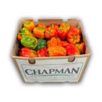 Aji Suntan 20LB / Bell Pepper Suntan 20LB