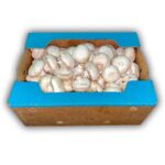 Hongo Silver Dollar / Mushroom Silver Dollar 10LB