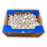 Hongo Mediano Blanco 10LB / Mushroom Medium White 10LB