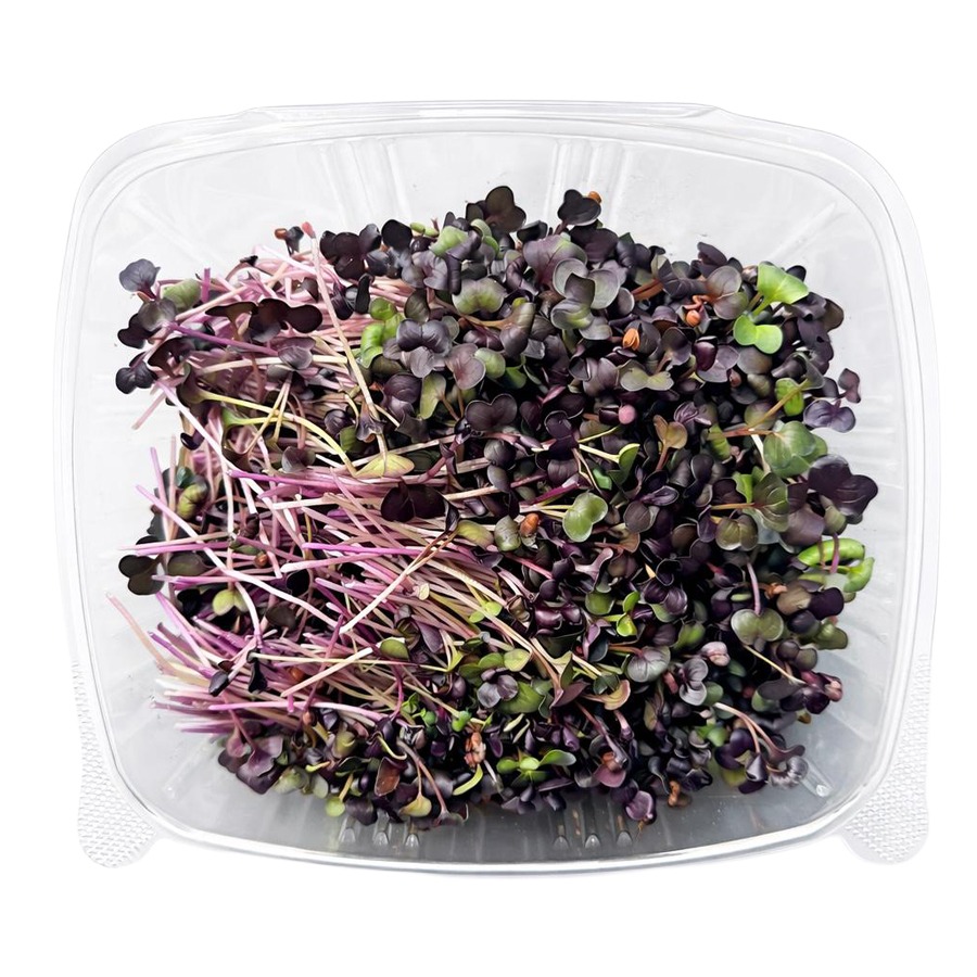 Micro Radish Purple 8oz